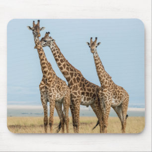 Three Giraffes Posing Mouse Pad