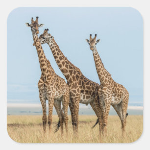 Three Giraffes Posing Square Sticker