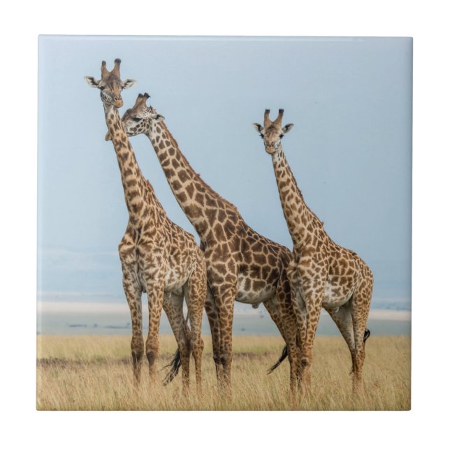 Three Giraffes Posing Tile (Front)