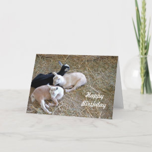 Three Goats 7889 Birthday Cards