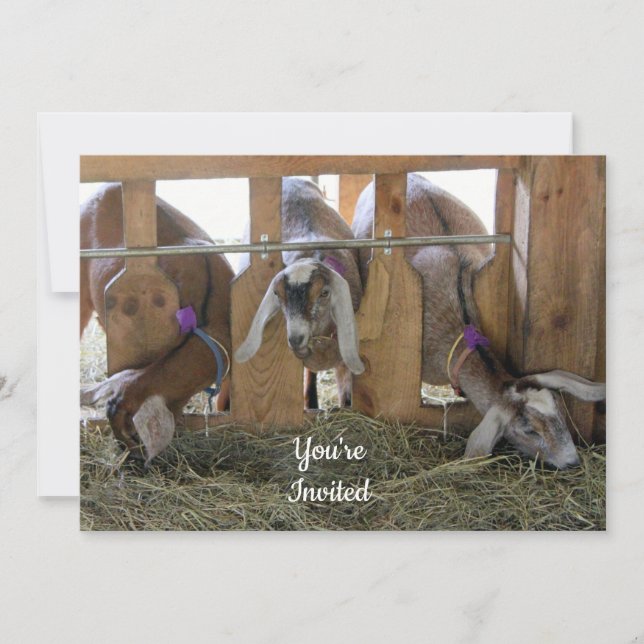 Three Goats Invitation (Front)