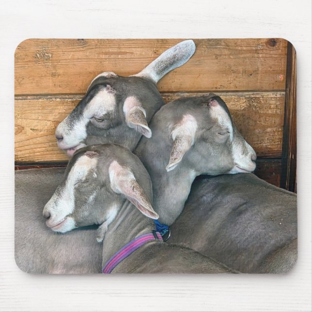 Three Goats Snuggling in Barn Pen Mouse Pad (Front)