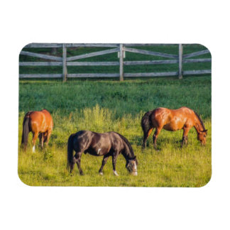 Three Grazing Horses Magnet