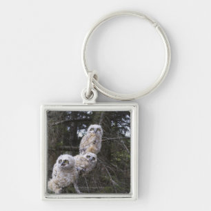 Three Great Horned Owl (Bubo Virginianus) Chicks Key Ring