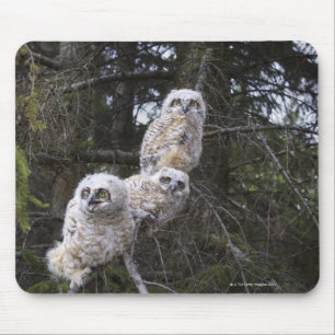 Three Great Horned Owl (Bubo Virginianus) Chicks Mouse Pad