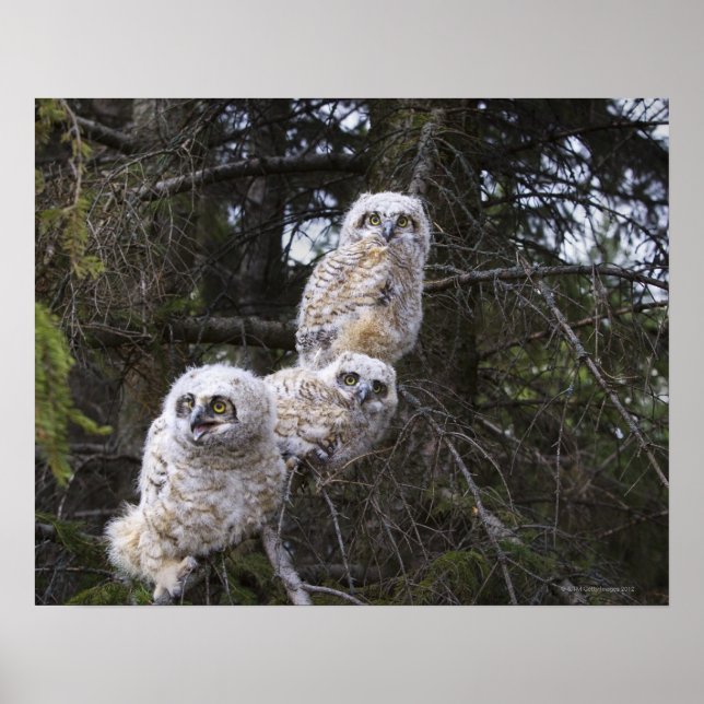 Three Great Horned Owl (Bubo Virginianus) Chicks Poster (Front)