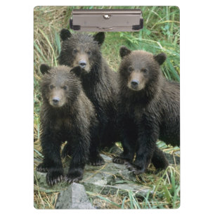 Three Grizzly Bear Cubs or Coys Clipboard