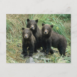 Three Grizzly Bear Cubs or Coys Postcard