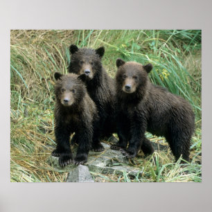 Three Grizzly Bear Cubs or Coys Poster