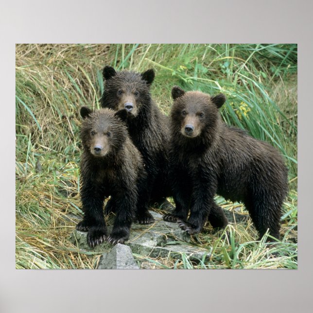 Three Grizzly Bear Cubs or Coys Poster (Front)