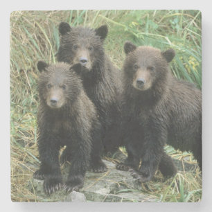 Three Grizzly Bear Cubs or Coys Stone Coaster
