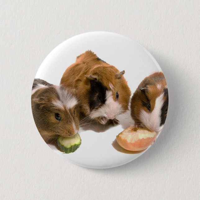 three guinea pigs who eat, 6 cm round badge (Front)