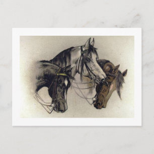 Three Hand Drawn Horse Heads Vintage Postcard