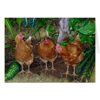Three Hens