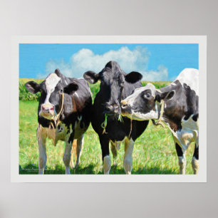 Three Holstein Cows Poster