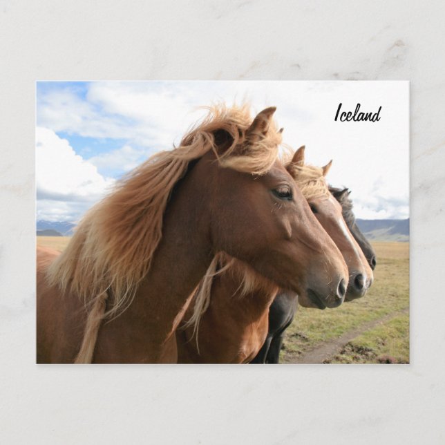 Three horses in a row Postcard (Front)