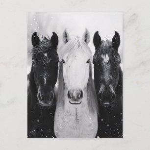 Three Horses in the Snow Postcard