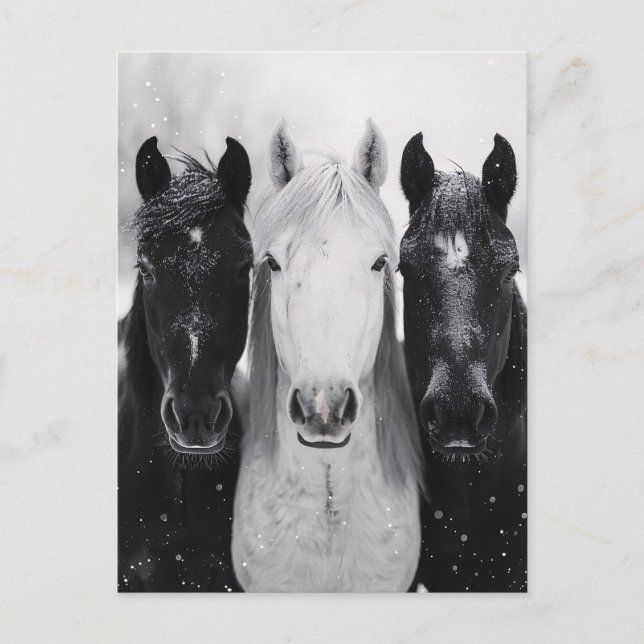 Three Horses in the Snow Postcard (Front)