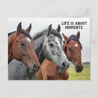 Three Horses - "Life is about moments." Postcard