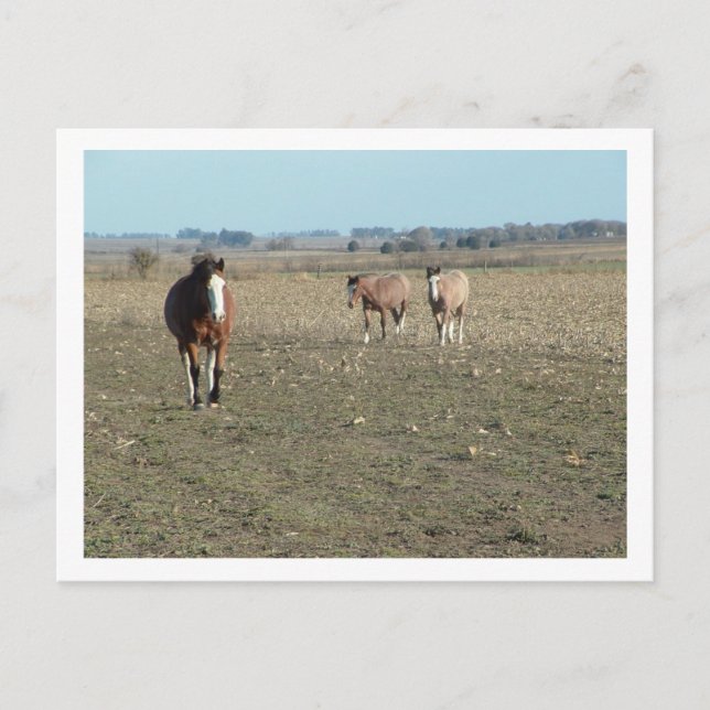three horses postcard (Front)