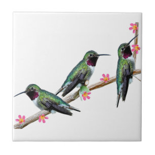 Three Hummingbirds perching on a branch Floss Silt Ceramic Tile