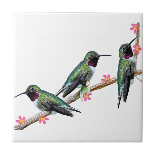 Three Hummingbirds perching on a branch Floss Silt Ceramic Tile (Front)