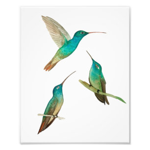 Three Hummingbirds  Photo Print