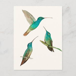Three Hummingbirds  Postcard