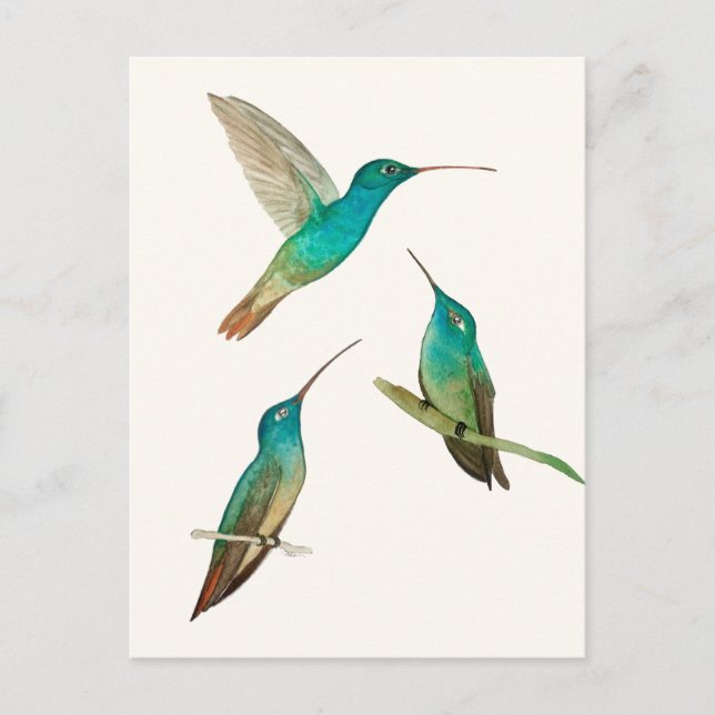 Three Hummingbirds  Postcard (Front)