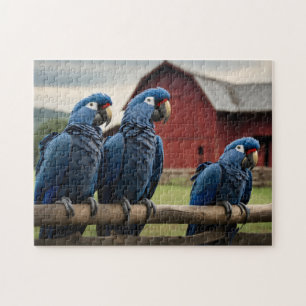 Three  Hyacinth Macaws on fence  Jigsaw Puzzle