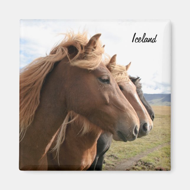 Three Iceland horses in a row Magnet (Front)