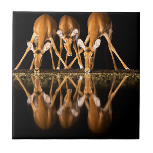 Three Impala Drink Together at Night Ceramic Tile