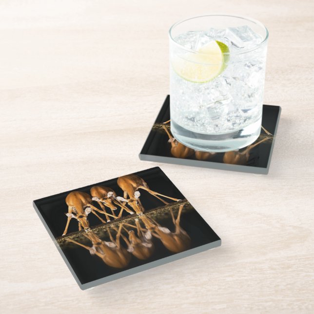 Three Impala Drink Together at Night Glass Coaster (Angled)