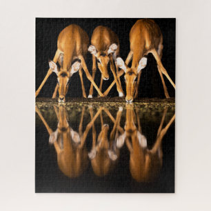 Three Impala Drink Together at Night Jigsaw Puzzle
