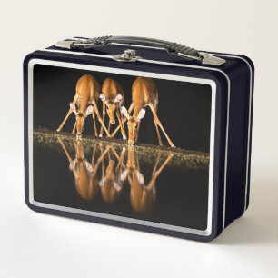 Three Impala Drink Together at Night Metal Lunch Box