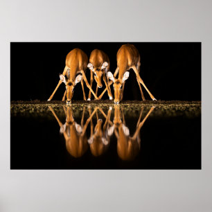 Three Impala Drink Together at Night Poster