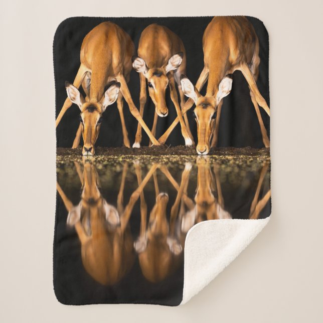 Three Impala Drink Together at Night Sherpa Blanket (Front)
