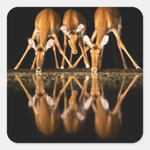 Three Impala Drink Together at Night Square Sticker