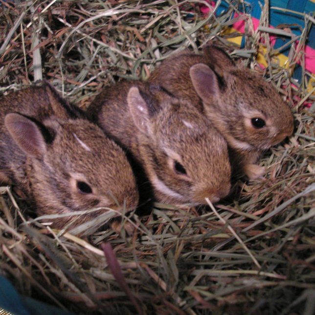 "Three in a Row" Holiday Card (Creator Uploaded)