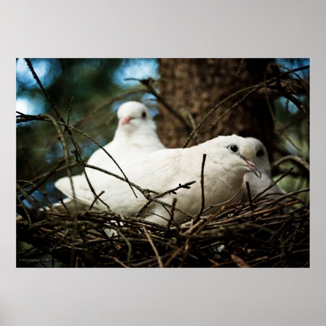 Three in a Tree Poster (Front)