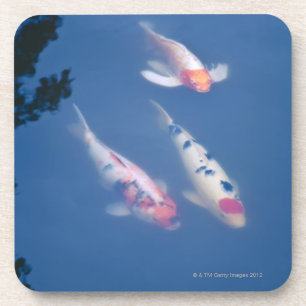 Three Japanese koi fish in pond Coaster
