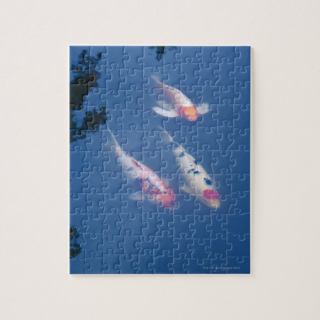 Three Japanese koi fish in pond Jigsaw Puzzle (Vertical)