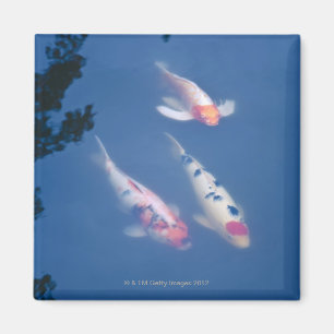 Three Japanese koi fish in pond Magnet