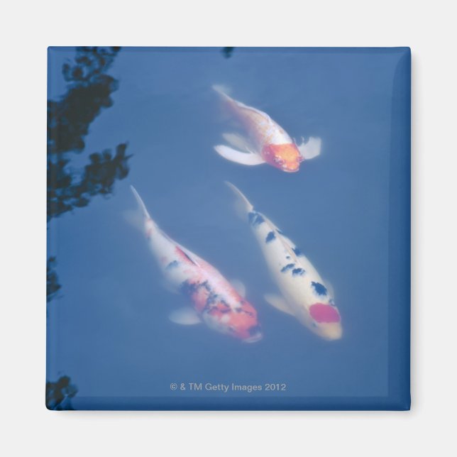 Three Japanese koi fish in pond Magnet (Front)