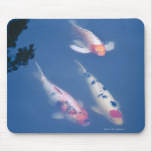 Three Japanese koi fish in pond Mouse Pad
