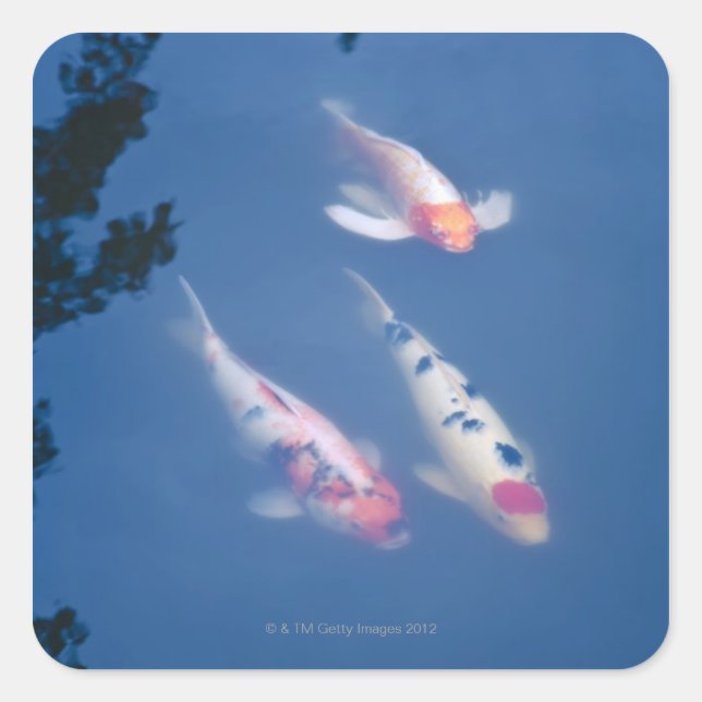 Three Japanese koi fish in pond Square Sticker (Front)