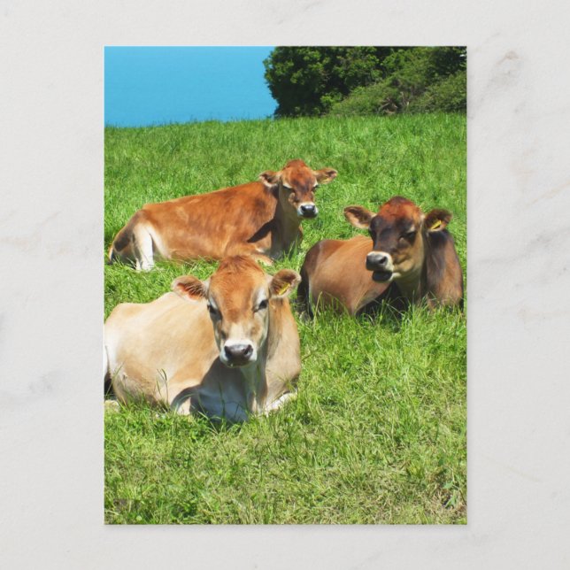 Three Jersey cows Postcard (Front)