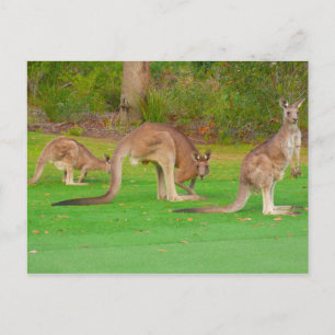 three kangaroos postcard