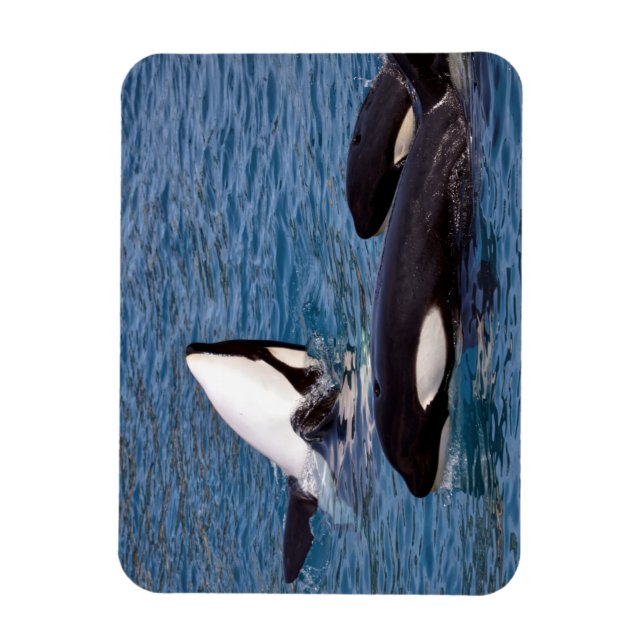 Three killer whales magnet (Vertical)