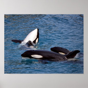 Three killer whales poster